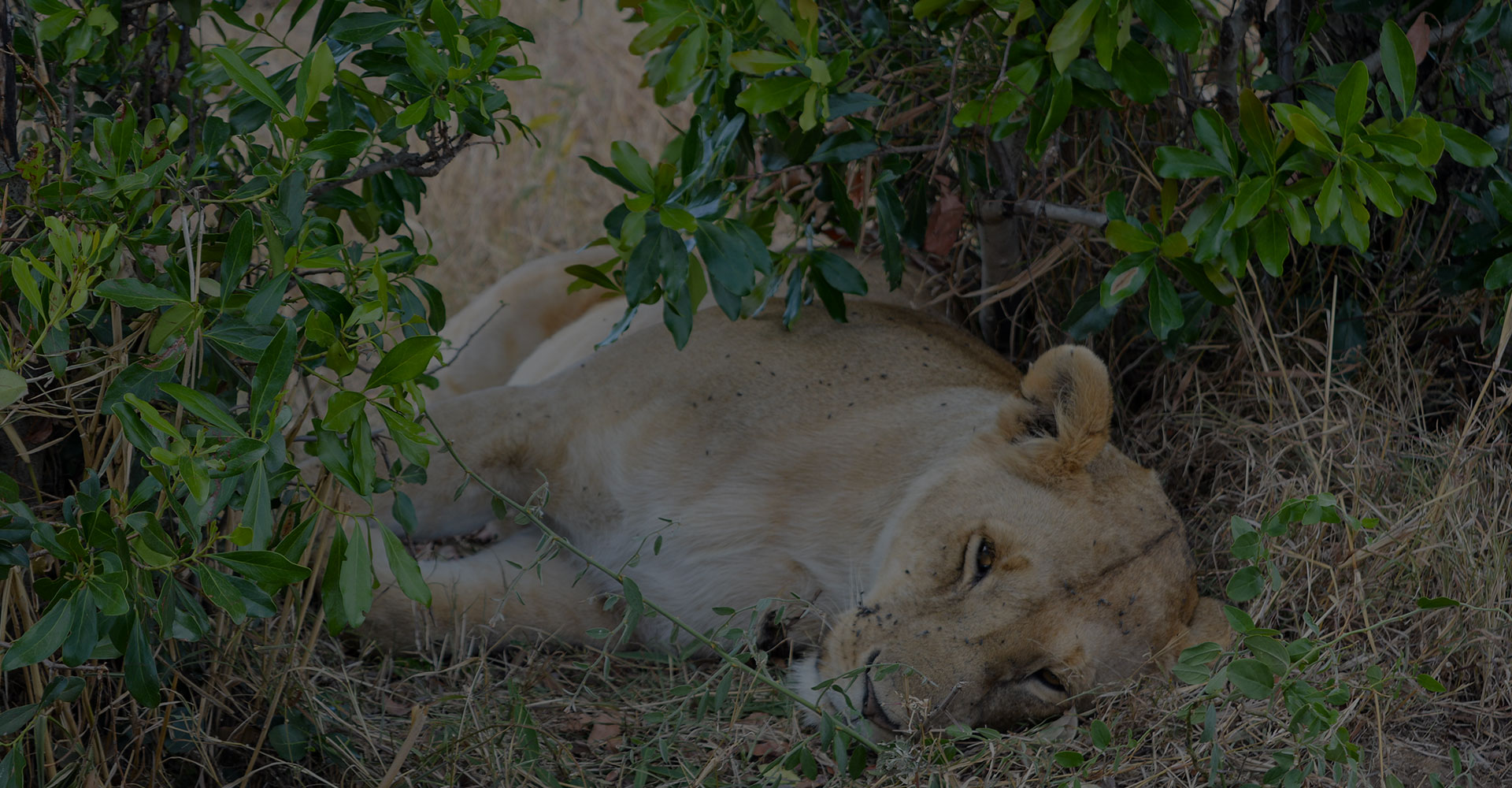 Simba-slide-01